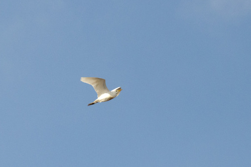 Western Cattle-Egret