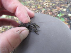 Faxonius illinoiensis