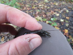 Faxonius illinoiensis