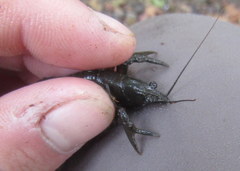 Faxonius illinoiensis