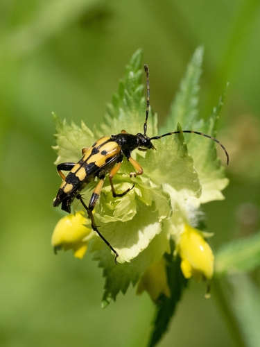 Gefleckter Schmalbock