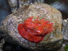 Anemonia alicemartinae