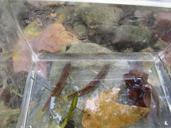 Etheostoma squamiceps