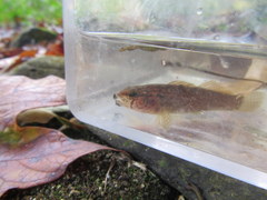 Etheostoma squamiceps