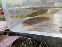 Etheostoma squamiceps