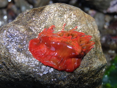 Anemonia alicemartinae