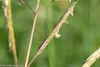 Dropseeds, Cordgrasses, and Sandreeds - Photo (c) David McCorquodale, some rights reserved (CC BY), uploaded by David McCorquodale