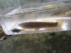 Etheostoma squamiceps
