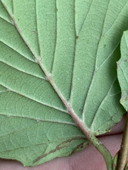 Viburnum alabamense