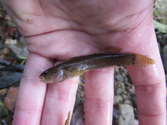 Etheostoma squamiceps