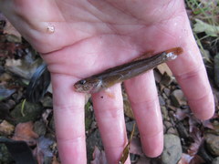 Etheostoma squamiceps