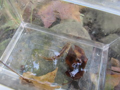 Etheostoma squamiceps