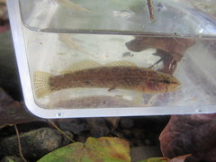 Etheostoma squamiceps