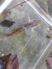 Etheostoma squamiceps
