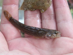 Etheostoma squamiceps