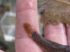 Etheostoma squamiceps