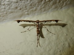 Amblyptilia pica