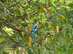 Halcyon senegalensis