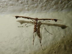 Amblyptilia pica