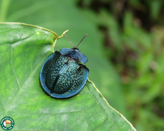 Cyrtonota thalassina