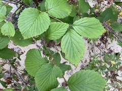 Viburnum alabamense