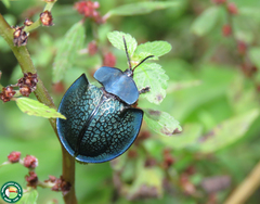 Cyrtonota thalassina