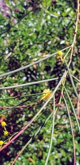 Acacia calamifolia
