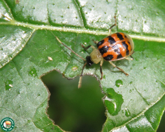 Diabrotica limitata