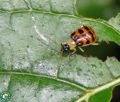 Diabrotica limitata