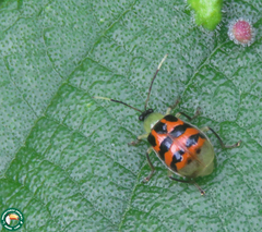 Diabrotica limitata