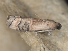 Euzophera vinnulella