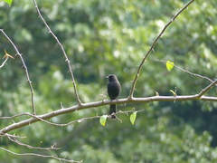 Melaenornis edolioides