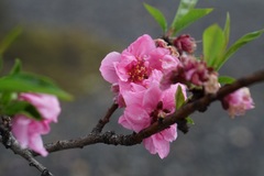 Prunus
