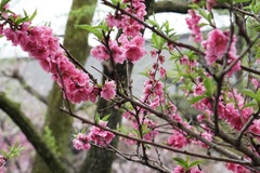 Prunus