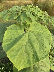 Abutilon theophrasti