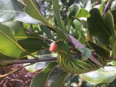 Coequosa triangularis