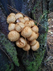 Pholiota