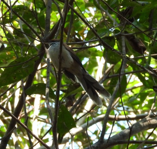 Arafura Fantail (Rhipidura dryas), photo 9