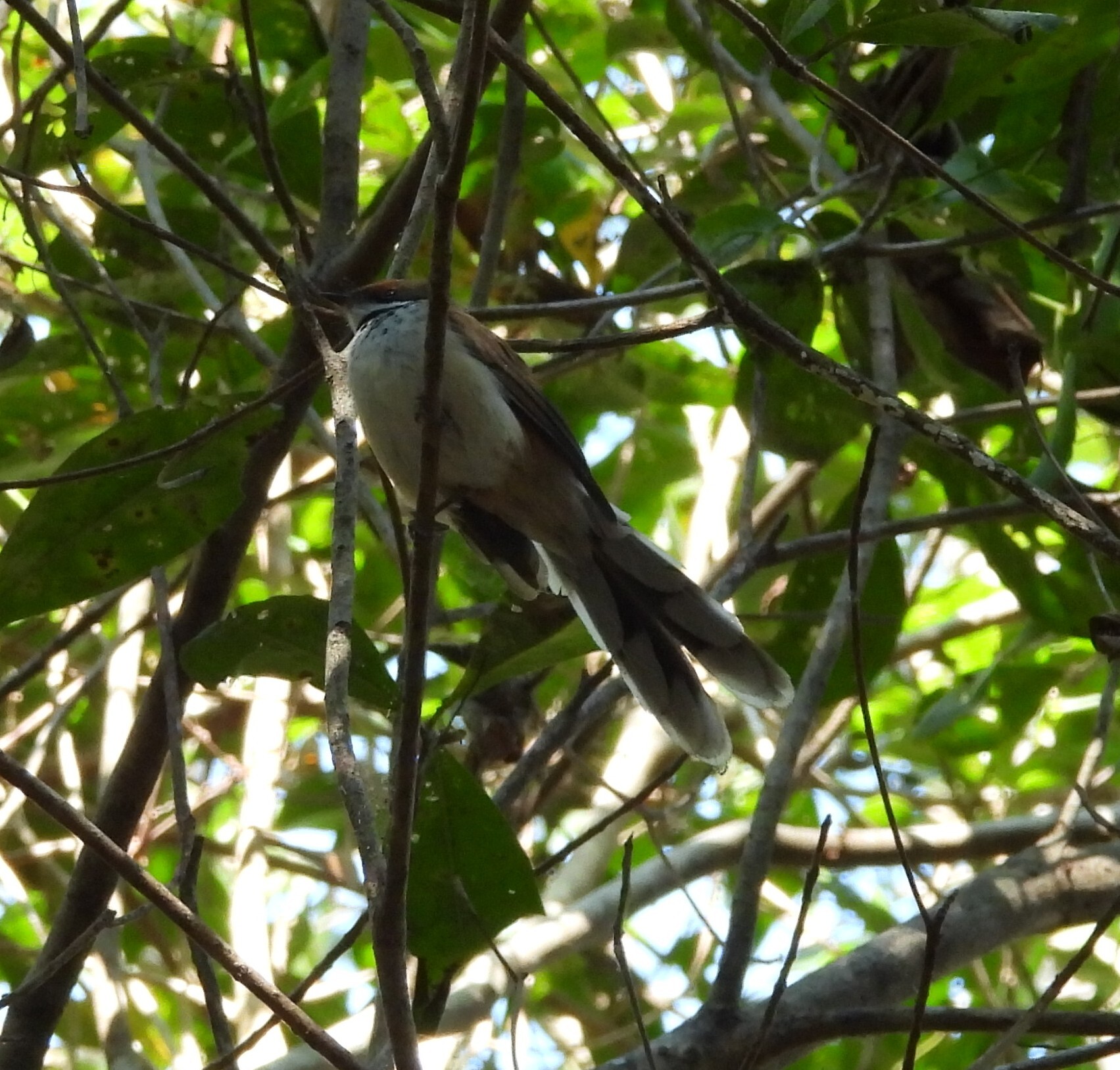 Arafura Fantail (Rhipidura dryas), photo 10