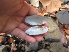 Sagittunio subrostratus