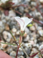 Linanthus dichotomus