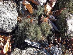 Cladonia amaurocraea