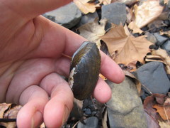 Sagittunio subrostratus