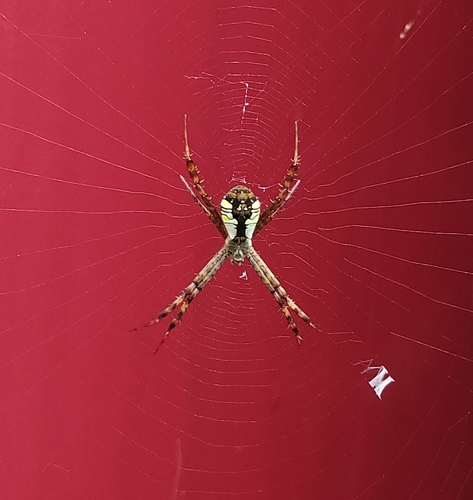 Argiope perforata