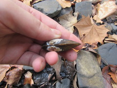 Sagittunio subrostratus