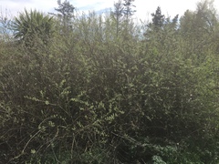 Salix cinerea cinerea