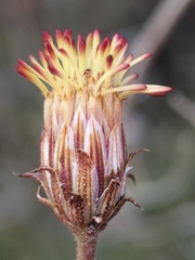 Pleurocoronis pluriseta