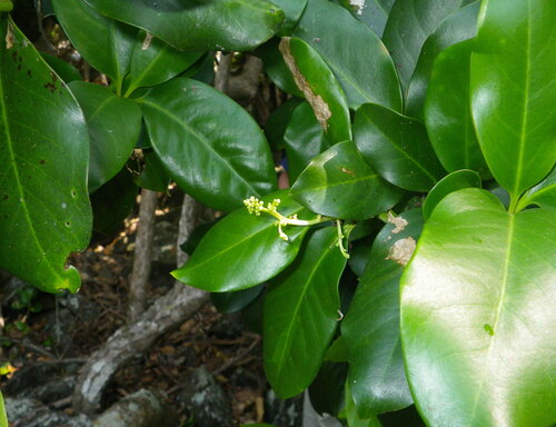 glenugie karaka (Corynocarpus rupestris)