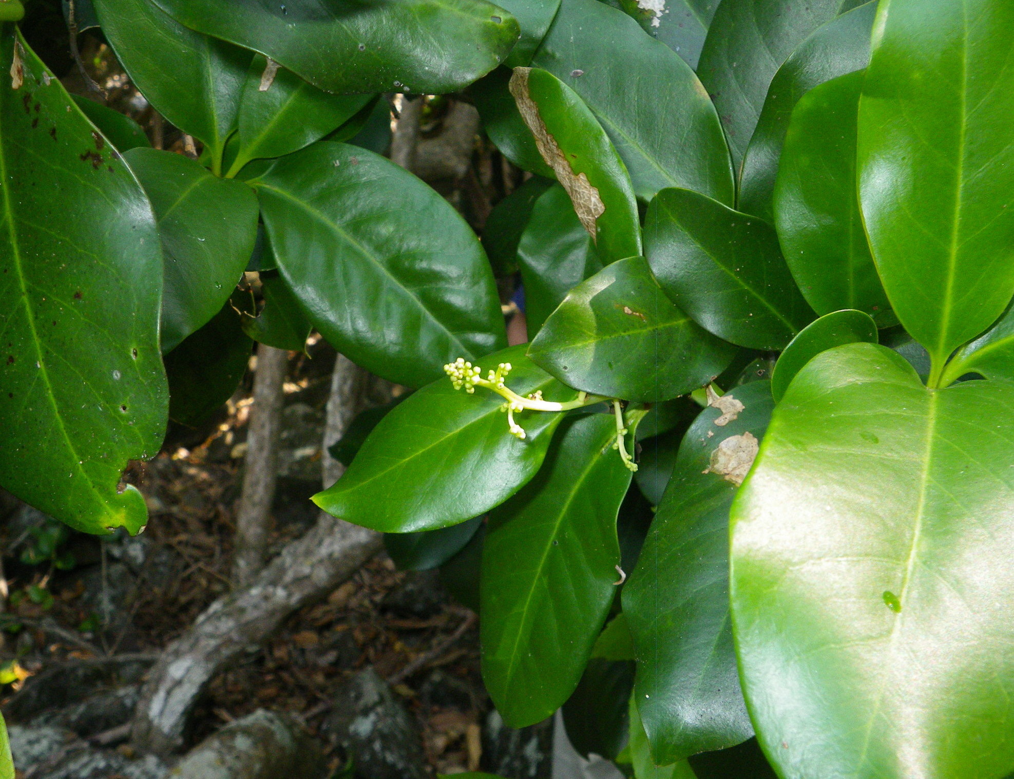 Glenugie Karaka (Corynocarpus rupestris)