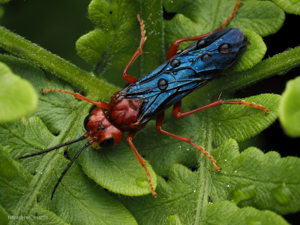 Tenthredo obscuripennis
